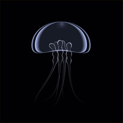 Abstract graphic illustration of jellyfish 