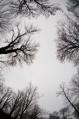 Bottom view of tall old trees in winter forest Blue sky in background. Azerbaijan