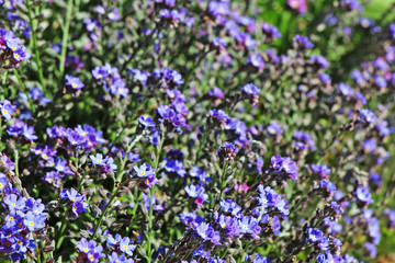 Obraz premium Beautiful violet spring flowers blooming in the garden.