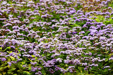 Obraz premium Beautiful violet spring flowers blooming in the garden.