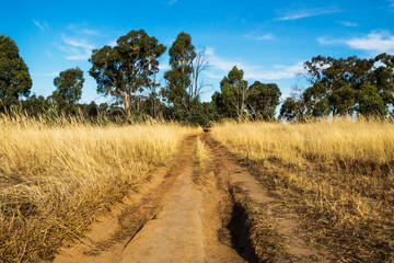 Dirtroad with deep trails through the dry bush with blue sky in the Grampians, Victoria, Australia