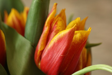 Gelb-rote Tulpen Blumenstrauß