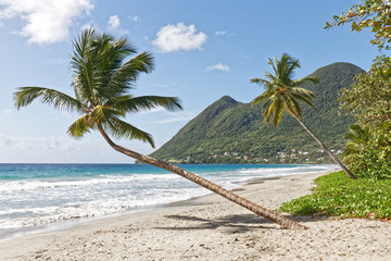 Leaning coconut tree on Diamant beach - Martinique FWI