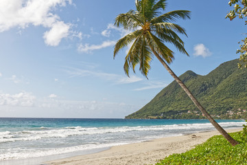 Leaning coconut tree on Diamant beach - Martinique FWI