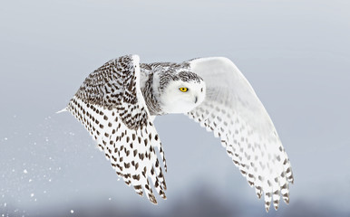 Obraz premium Sowa śnieżna (Bubo scandiacus) unosi się i leci nisko, aby polować na pokrytym śniegiem polu w Ottawie w Kanadzie