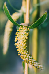 Flowering of an earring on a willow