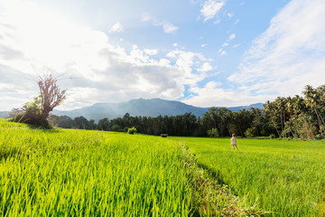 Fototapeta premium Adorable girl walking in rice field