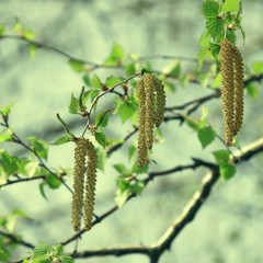 Sunny day, birch bloom