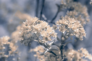 Flowering maple in spring