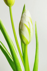 Blooming white tulips on the grey background