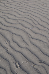 砂　砂浜　砂紋　風紋