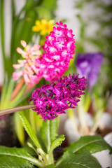 Bright fresh spring flowers