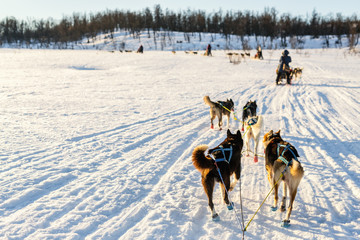 Husky safari