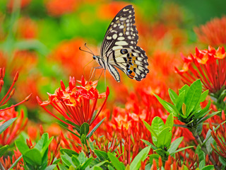 Butterfly on ixora flower coccinea in a garden.