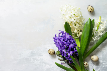 White and blue hyacinth floral, spring flowers background. Top view flat lay background. Easter concept.