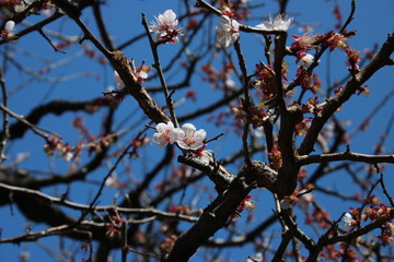 梅の花