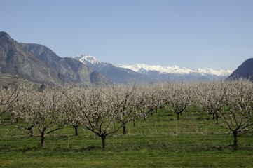 Abricotiers en Valais (Suisse)