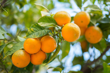 Mandarin tree with ripe fruits. Mandarin orange tree. Tangerine. Branch with fresh ripe tangerines and leaves.