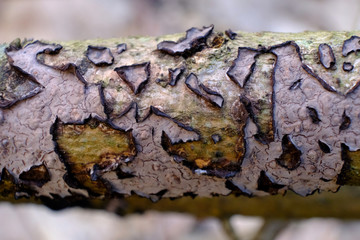 Grzyb powłocznica Peniophora  © Iwona