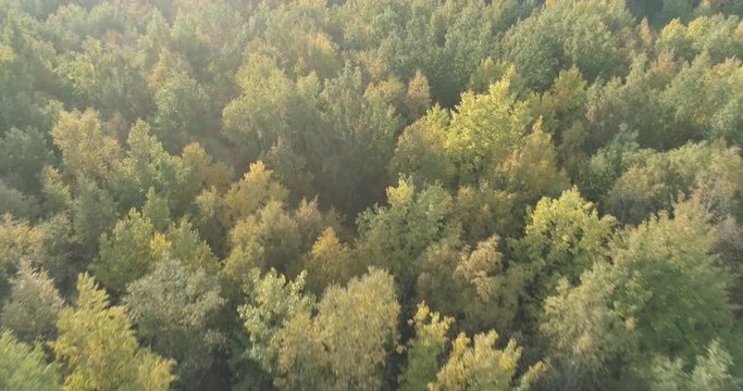 Aerial flying forward over sunny autumn forest