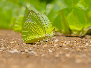 Beautiful Butterfly Line up in macro. Fine art. Delicate image. Backgrounds, wallpaper, desktop, postcard, cover.