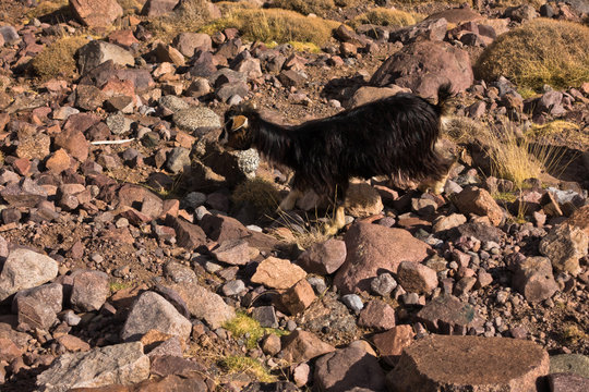 Goat in Toubkal National Park at High Atlas mountains, Morocco, North Africa