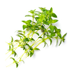 fresh herb, fresh thyme isolated on white, top view
