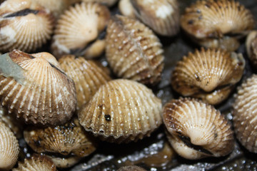 #seashells