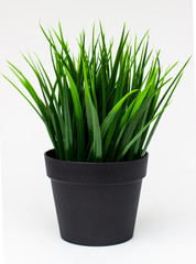 Grass green on a white background