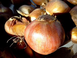 Onions close-up on a bright sun large golden