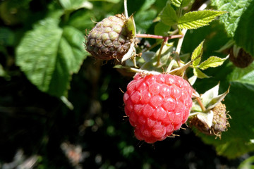 Raspberries grow in the garden on a Sunny summer day close-up