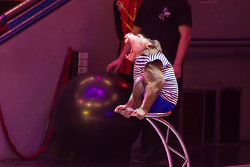 Monkey in circus to yawns