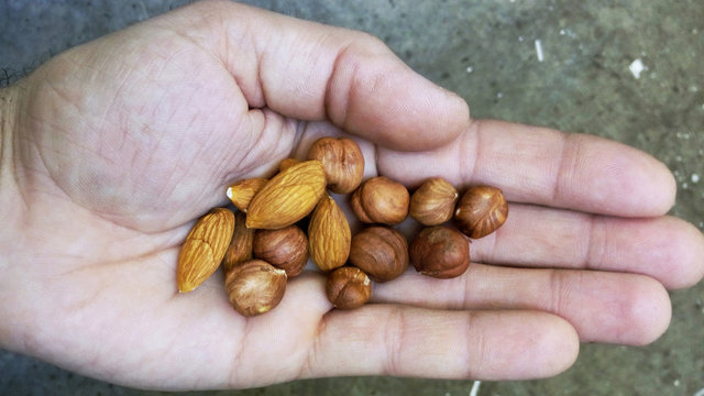 Nuts on the palm of the hand manal hazelnut sveje and ripe very useful for health