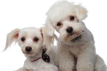 close up of two adorable white bichons