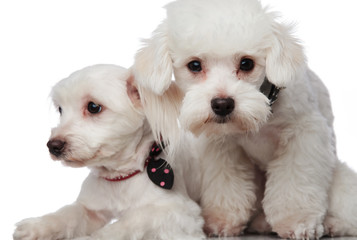 close up of a little adorable bichon couple