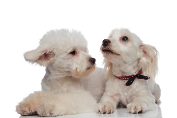 lying bichon couple looking up and to side