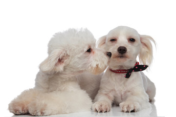 lovely white bichon kissing his brother
