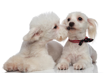 lying adorable white bichon couple playing