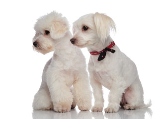 adorable bichon couple looking down to side
