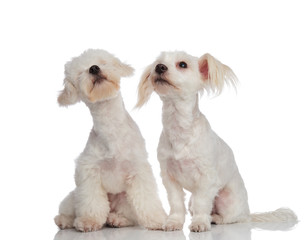 adorable curious bichon couple looking up to side