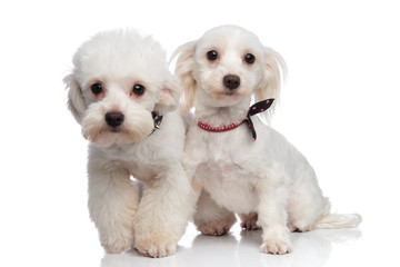 adorable white bichon couple wearing collars
