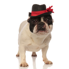 classic french bulldog posing with a black hat