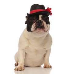 Obraz premium tired french bulldog with black hat sitting down