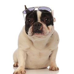 cool french bulldog wearing sunglasses on forehead