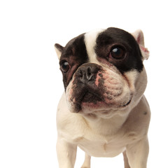curious french bulldog looking to side
