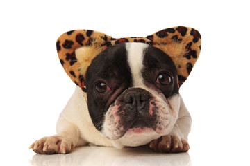 adorable french bulldog with leopard ears headband