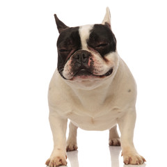 adorable sleepy french bulldog standing