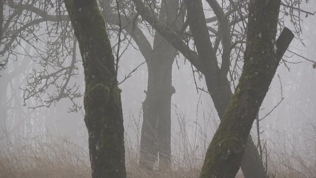 dark morning mist in old derelict farm ranch garden with apple trees