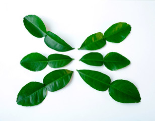 Kaffir lime leaves in a white background.