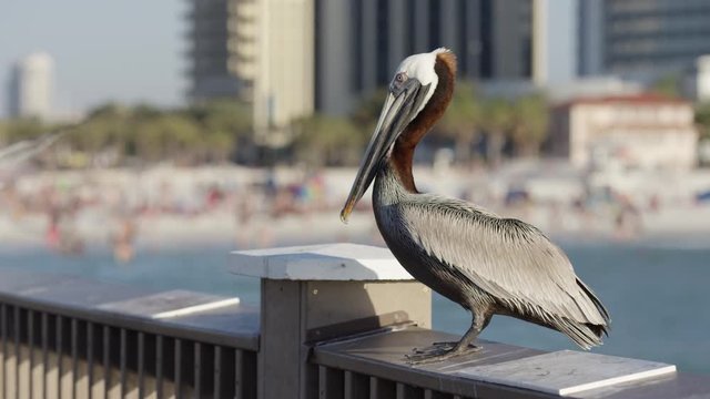 Pelican trying to catch food